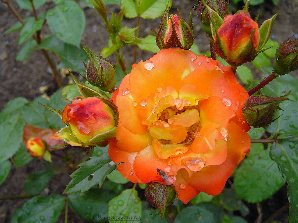 Rose mit Wassertropfen & Fliege